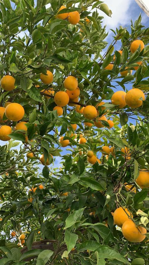Apartament Dimora Le Zagare Ostuni Zewnętrze zdjęcie