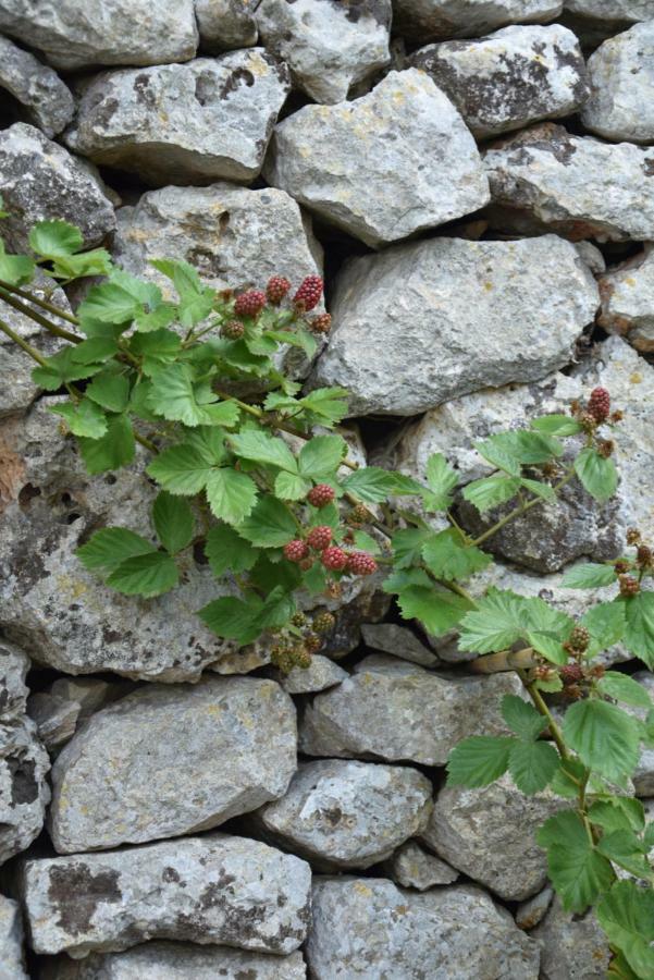 Apartament Dimora Le Zagare Ostuni Zewnętrze zdjęcie